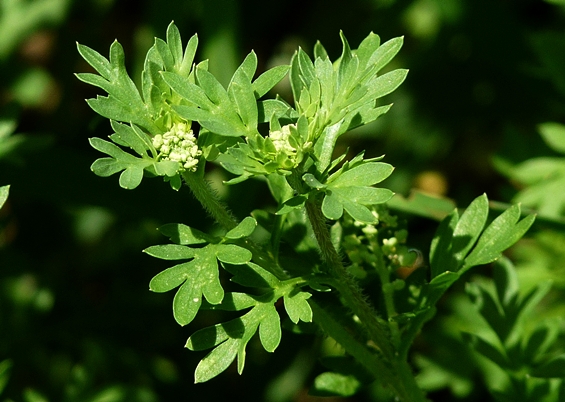 {Lepidium didymum}